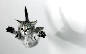 flying Kittens